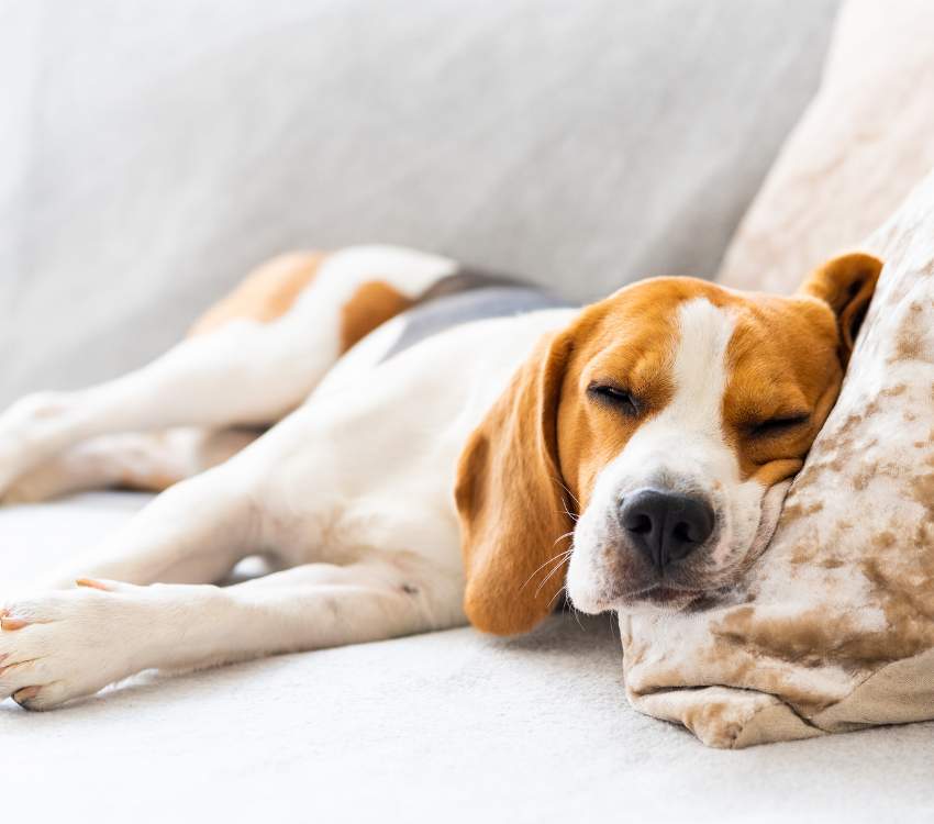 La importancia de la esterilización en hembras: Un paso clave para la salud y el bienestar de tu mascota.
