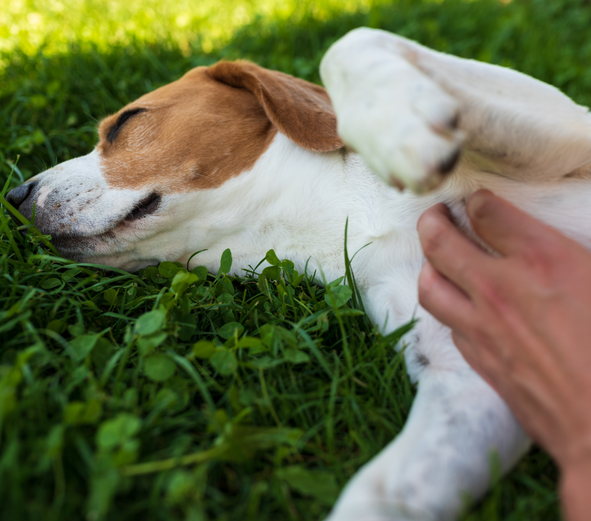 La amenaza de los golpes de calor en mascotas