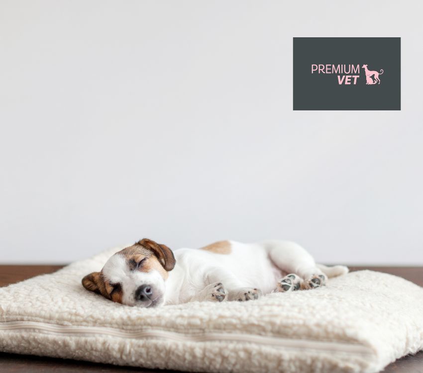 Consejos para mantener la higiene de tu perro durante el verano.