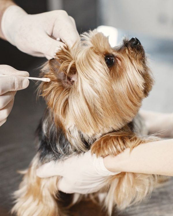 clinica veterinaria premium vet valencia clinica veterinaria premium vet valencia