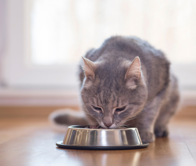 premium vet clínica veterinaria en valencia (1) premium vet clínica veterinaria en valencia (1)