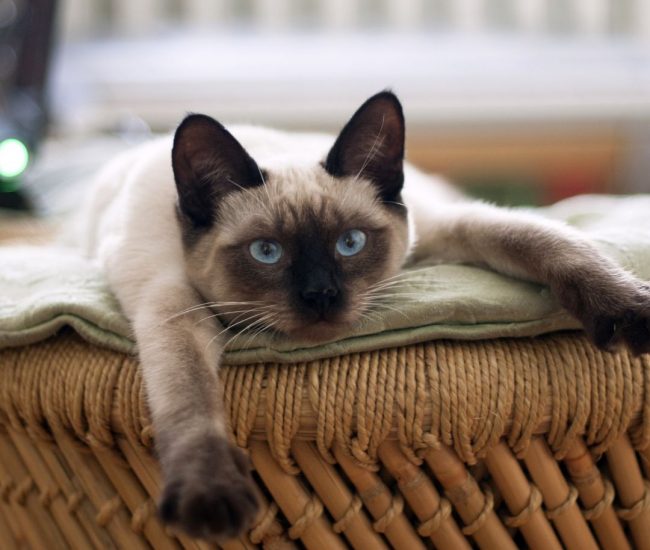 premium vet clínica veterinaria en valencia (10) premium vet clínica veterinaria en valencia (10)