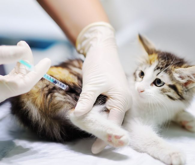 premium vet clínica veterinaria en valencia (11) premium vet clínica veterinaria en valencia (11)