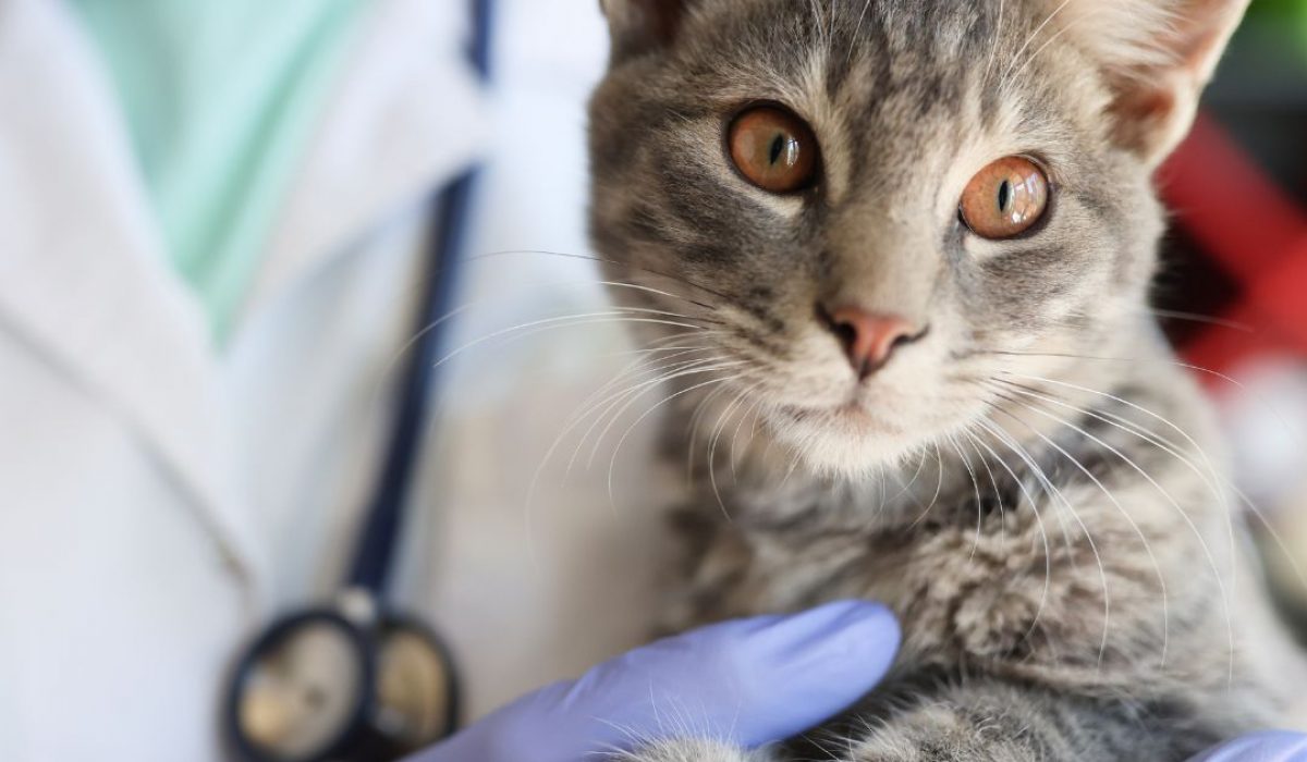 premium vet clínica veterinaria en valencia (18)